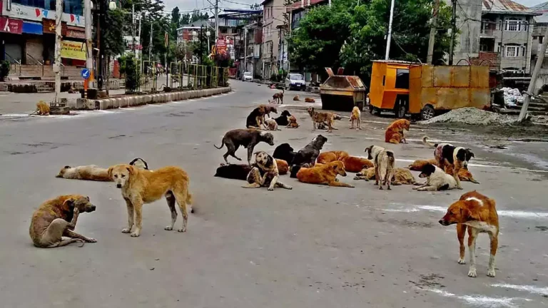 dog featured