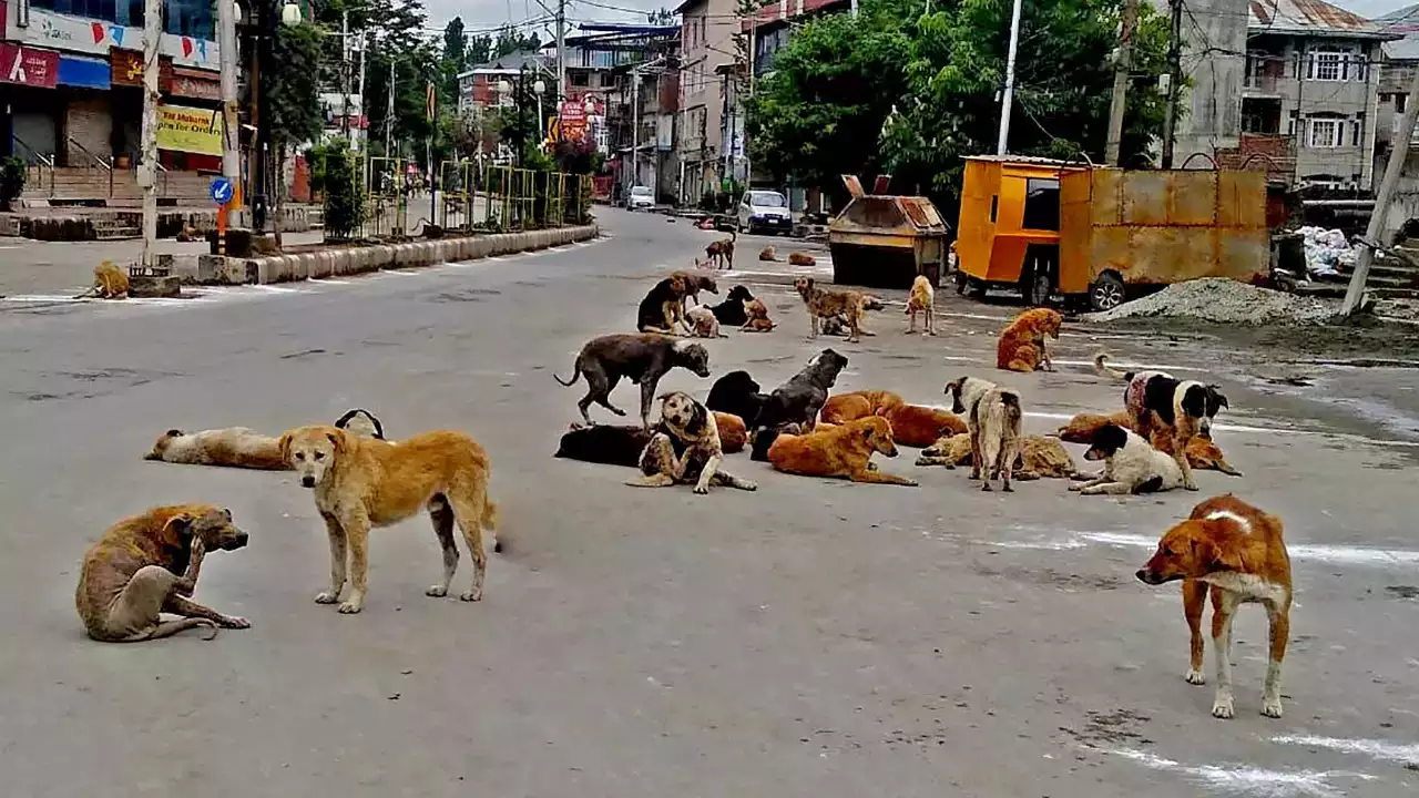 dog featured