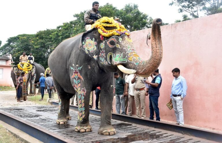 elephants