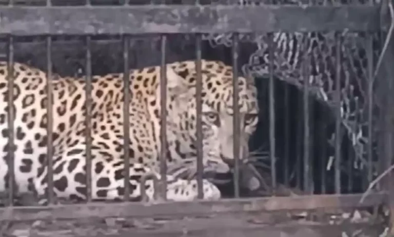 leopard