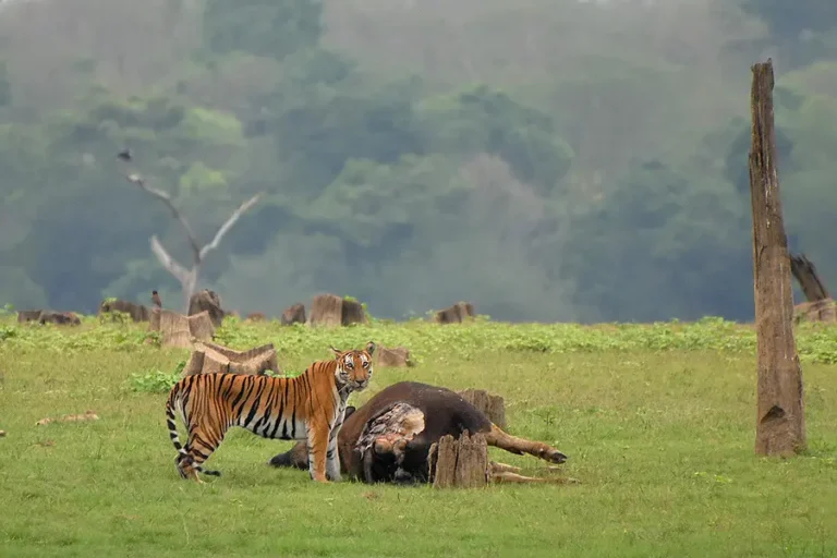 TIGER ATTACK