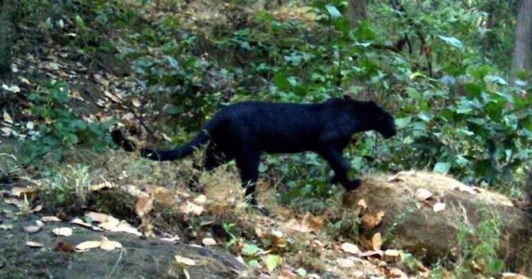 black panther