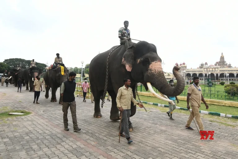 elphants reel