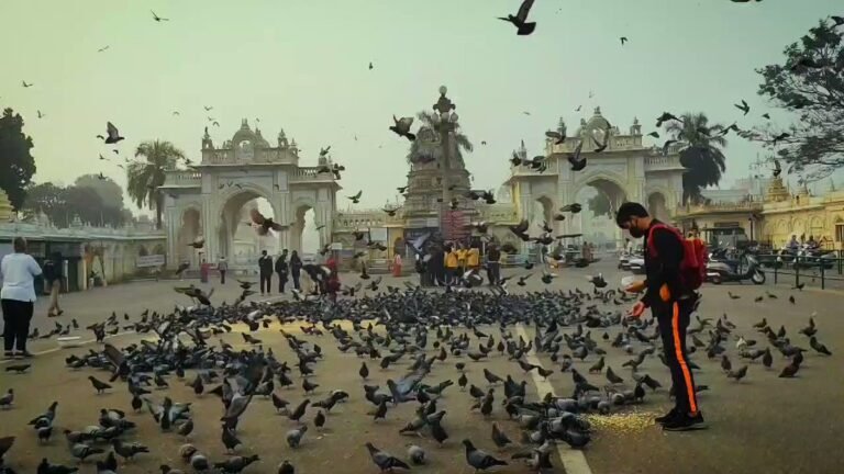 mysore peigon nearpalace