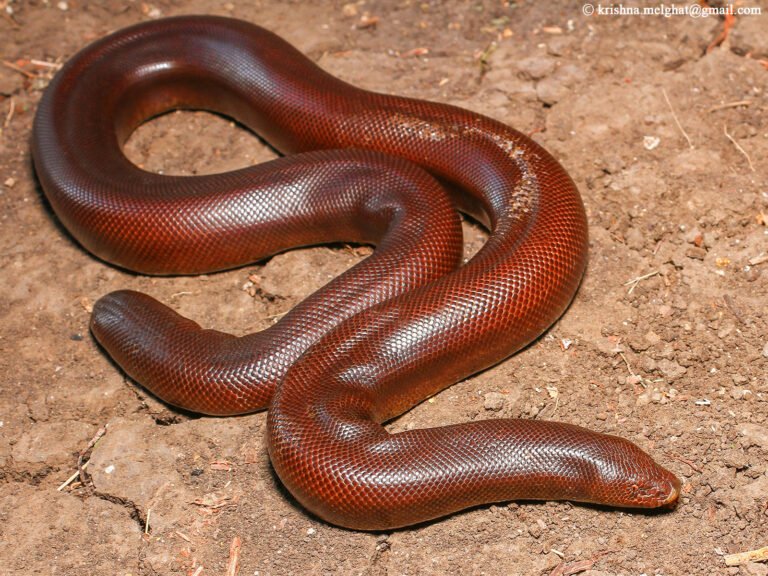 red_sand_b