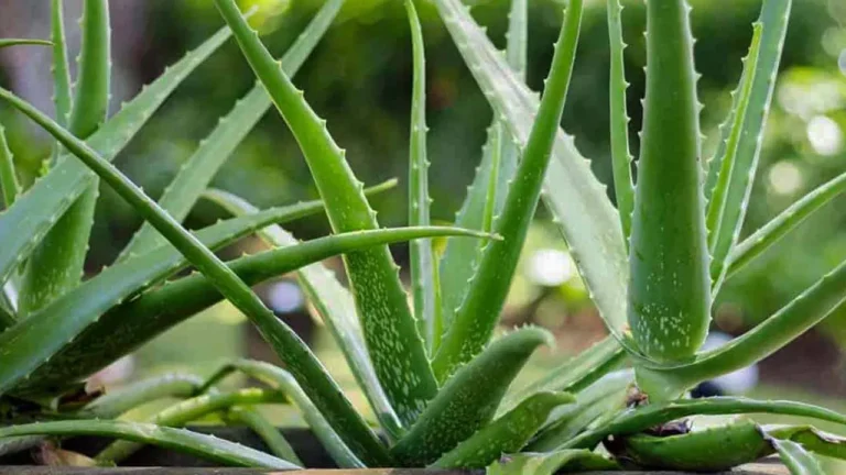 Aloe-Vera-