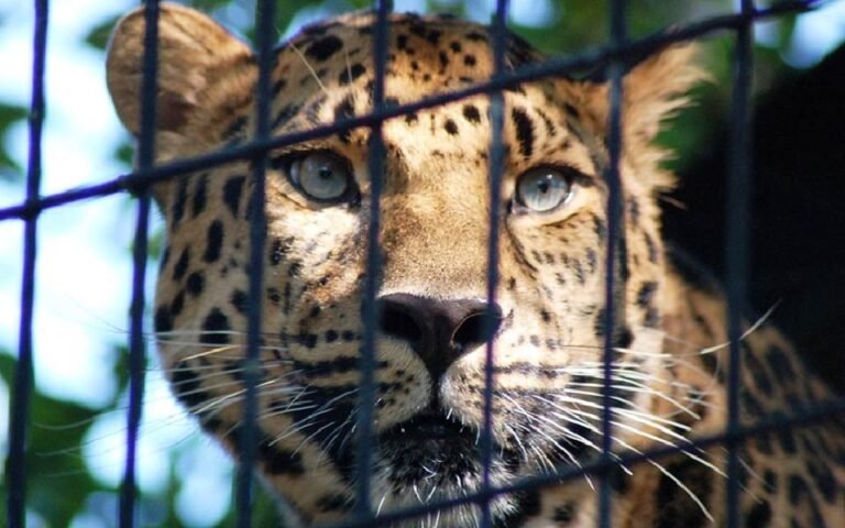 LeopardPCPTI_vb_90
