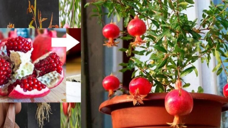 plant-1