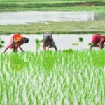 indias agricultural production