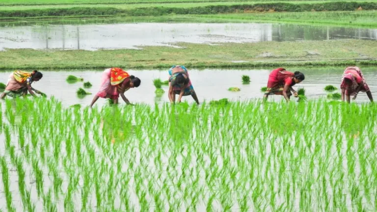 indias agricultural production