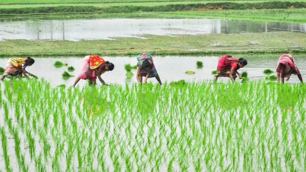 indias agricultural production