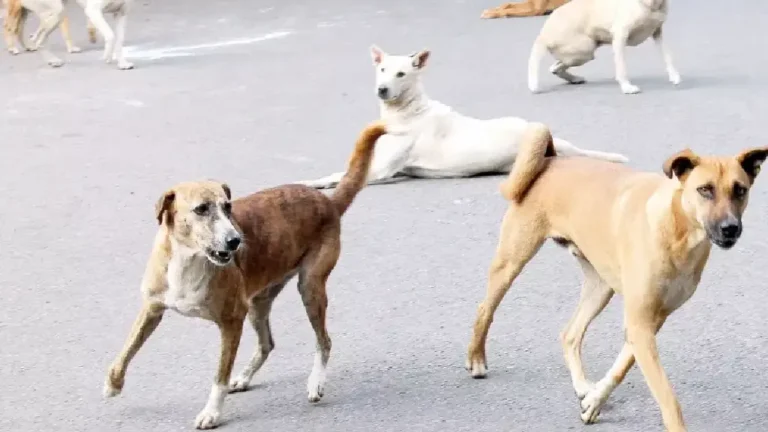 mad dog bites