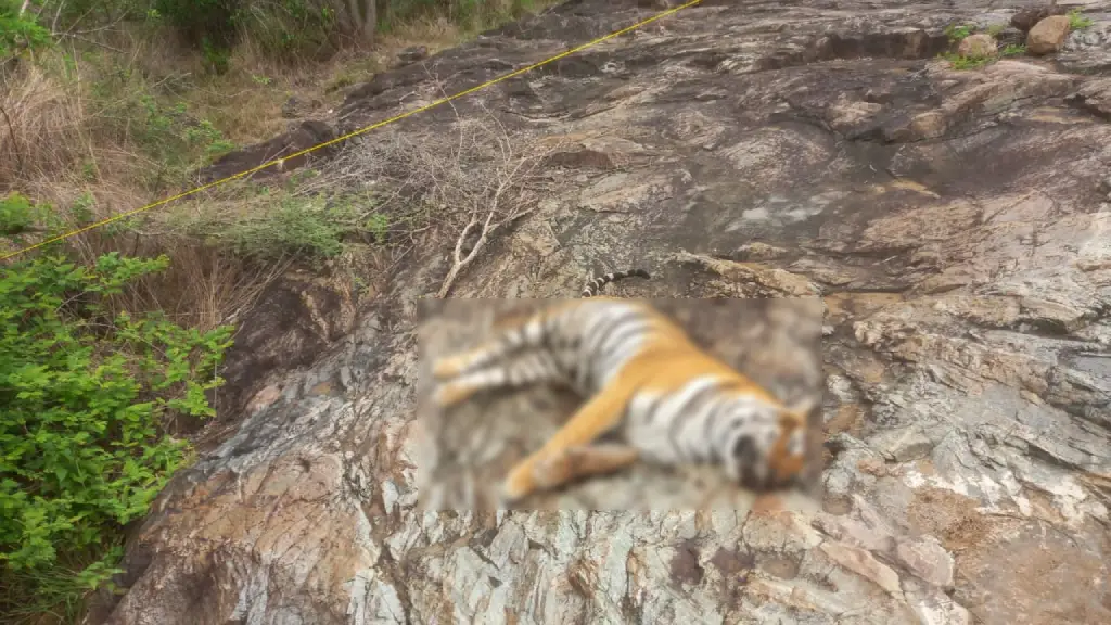 death of five tigers