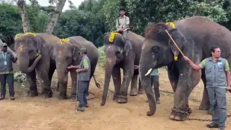 four-elephants