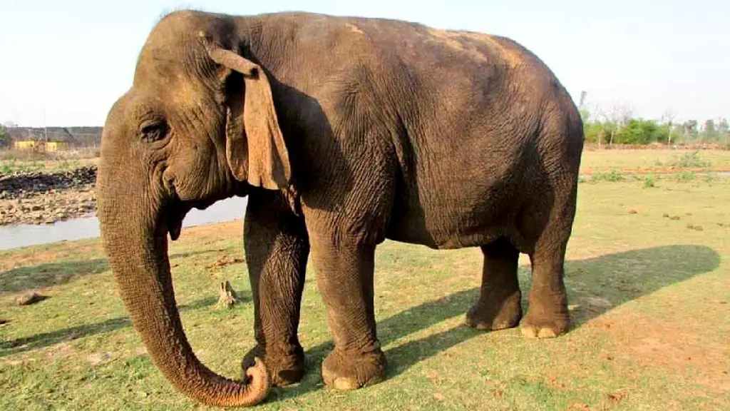 Asia's oldest elephant 'Vatsala' dies at Panna Tiger Reserve