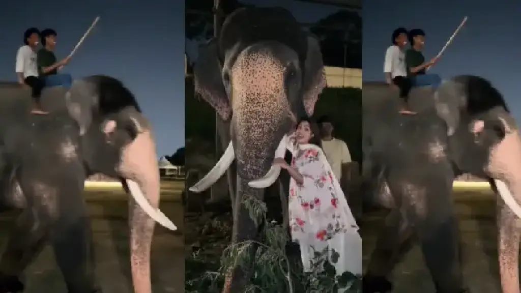 young-woman-flirts-with-elephant-bhima-during-dussehra