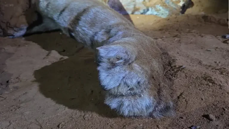 tiger