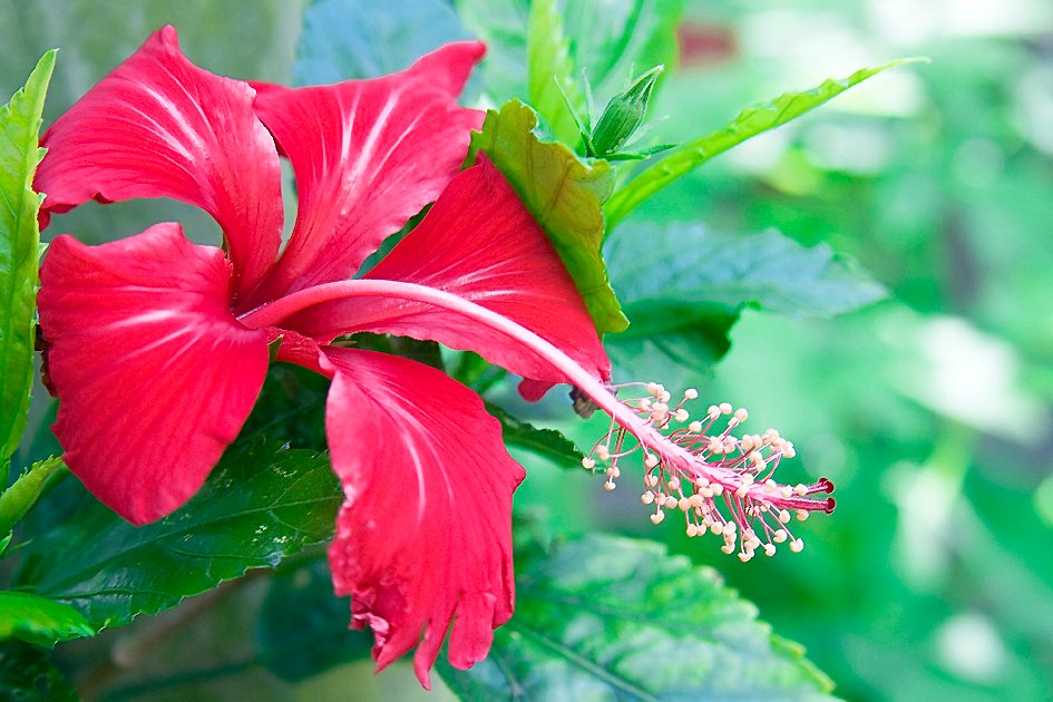 Red_Hibiscus