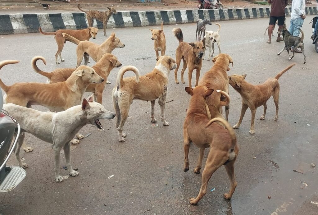 prajavani_2024-10-20_0he4tzuv_file7xoydkbzaj88c0brb6k