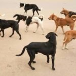 prajavani_import_sites_pv_files_article_images_2019_07_08_file764rex0i0wnysk2x2q91562592181