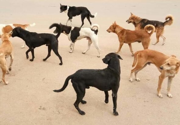 prajavani_import_sites_pv_files_article_images_2019_07_08_file764rex0i0wnysk2x2q91562592181