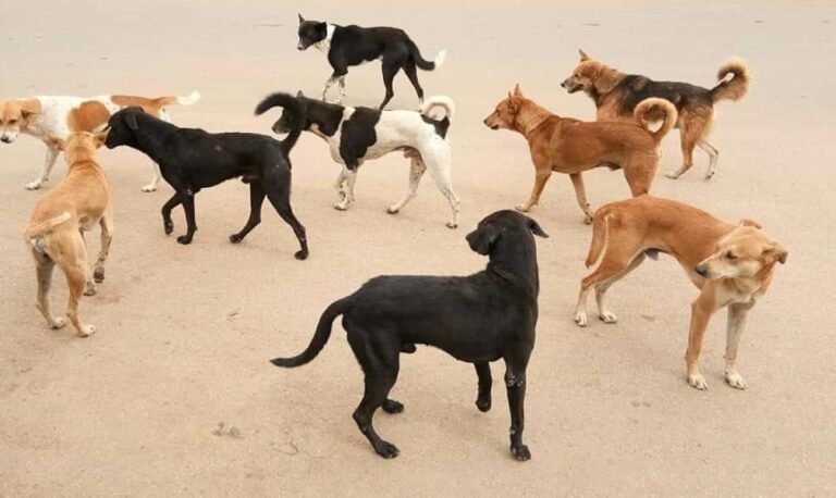 prajavani_import_sites_pv_files_article_images_2019_07_08_file764rex0i0wnysk2x2q91562592181