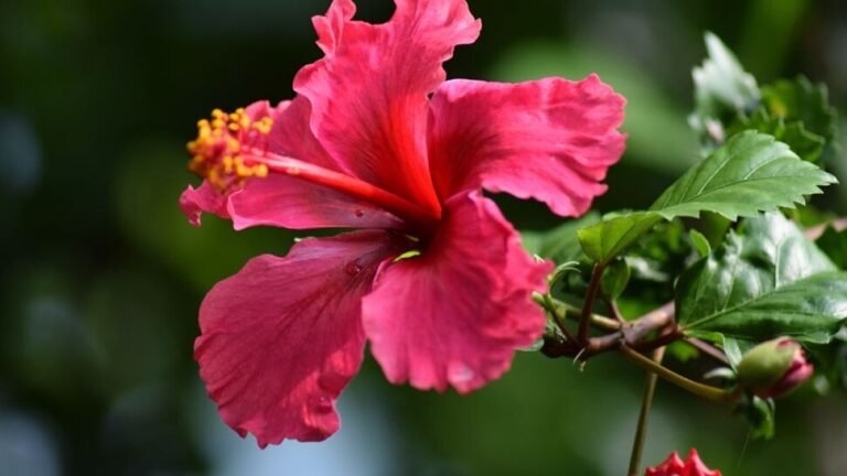 556238-hibiscus-plant-vastu