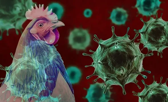bird-flu-2026-04-18-09-11-37